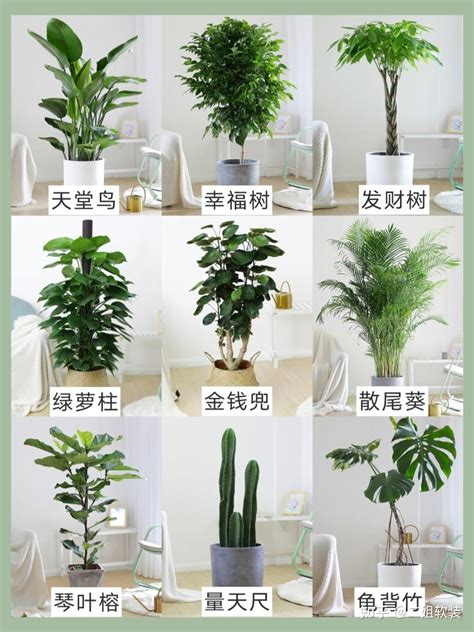 适合室内的植物|20种适合养在室内的家居绿植，让你的家美美的！